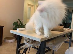 -瑞派福兴宠物医院犬猫全科·骨科·中西医结合(河东店)