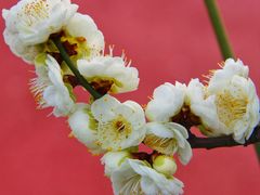 -苏州上方山国家森林公园