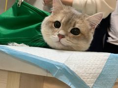 -关爱动物医院·心脏·中兽医·异宠(金牛路分院)