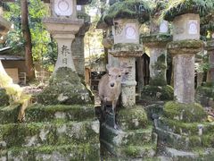 -奈良公园