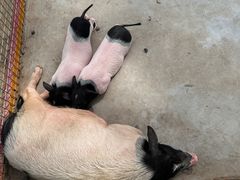 -合肥滨湖国家森林公园