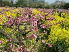 -南汇桃花村