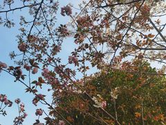 -高东镇樱花园