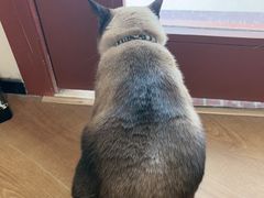 -有猫主题·治愈系猫咖(曾厝垵店)