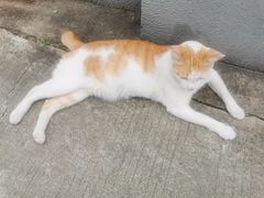 -第9味老上海大骨汤馄饨(黄田店)