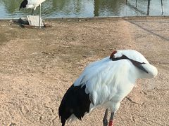 -盐城丹顶鹤湿地生态旅游区