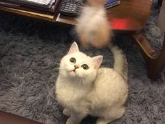 -猫大福·Fortune Cat猫舍(百子湾店)