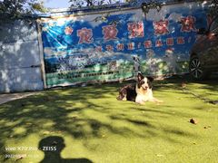 -宠物寄养训练学校