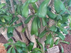 -南通洲际绿博园