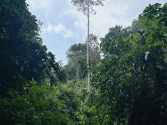 -中国科学院西双版纳热带植物园