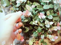 -阿木舂记·特色小吃(平江路店)