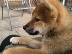 -柴犬高等学院·狗咖·柴犬售卖·宠物训练