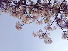 -嘉定紫藤园