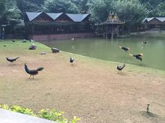 -西双版纳原始森林公园