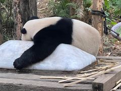 -广州长隆野生动物世界