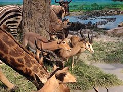 -国家自然博物馆