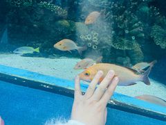 -合肥海洋世界