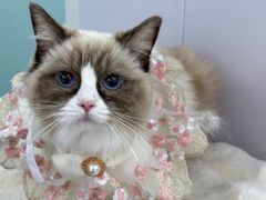 -爱洗澡的猫(望京店)