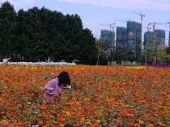 -映月湖中央公园