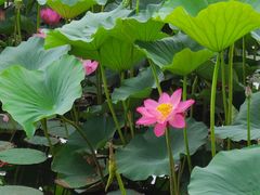 -长春市南湖公园