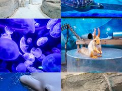 -海合安青岛极地海洋公园