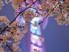 -东方明珠广播电视塔