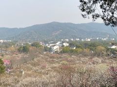 -香雪海