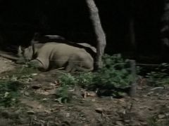 -清迈夜间动物园