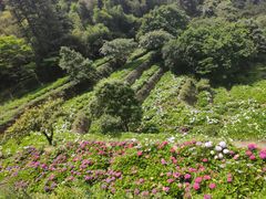 -鼓岭旅游度假区