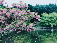 -嘉定紫藤园