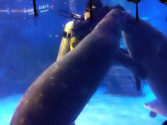 -烟台海昌鲸鲨海洋公园