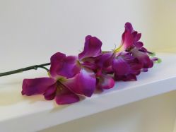 -紫洁俪方（北京）医疗美容
