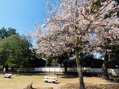 -奈良公园