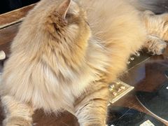 -猫咪博物馆(顶澳仔猫街店)