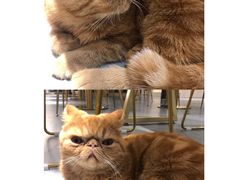 -飞行喵MR PILOT|猫舍·猫咖(静安大融城店)