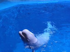 -海合安青岛极地海洋公园