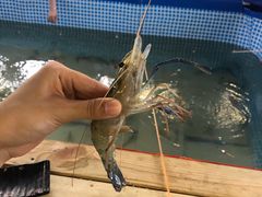 钓虾-小象钓虾·营地烧烤(洛溪店)