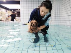 -柚子宠物(伊珊娜调理店)
