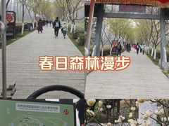 -合肥滨湖国家森林公园