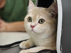 -瑞鹏宠物医院犬猫全科(真大分院)