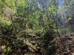 -南山植物园