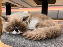 -喵园·猫主题咖啡厅·撸猫·猫咖(国贸店)