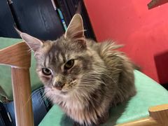 -猫色咖啡·猫咖