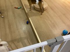 -南京Hallo宠物乐园·哈罗犬舍·柴犬繁育基地