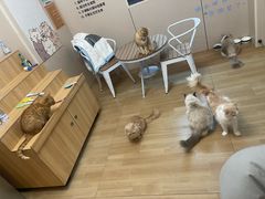 -唐小姐の私宠·宠物洗护美容·撸猫馆·购宠(周浦万达旗舰店)