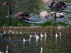 -广州动物园