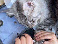 -北京观赏动物医院·24小时大型综合·猫专科·异宠专科