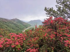 -大围山国家森林公园