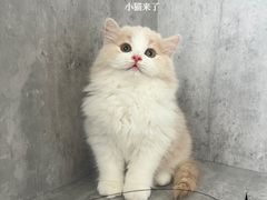-小猫来了·猫舍(红山六九七九店)