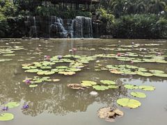 -中国科学院西双版纳热带植物园